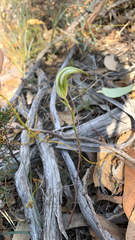 Pterostylis ampliata