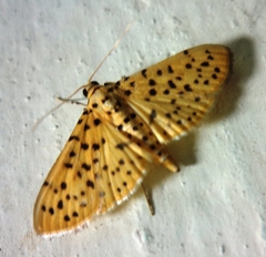 Conogethes