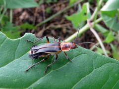 Chauliognathus obscurus