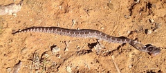 Crotalus aquilus