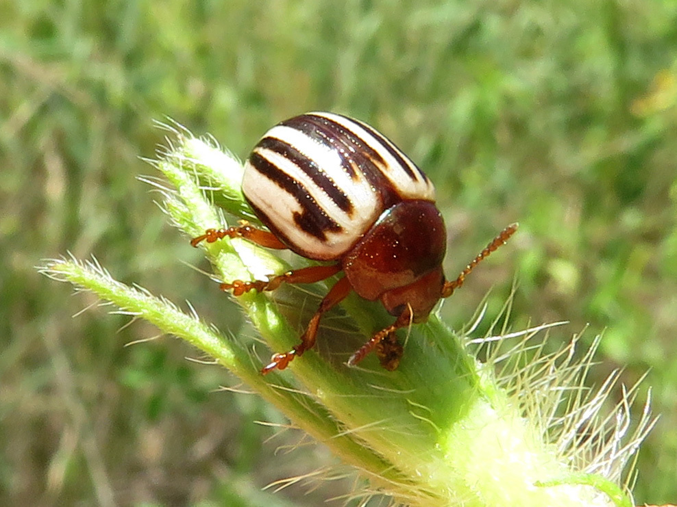 Leptinotarsa peninsularis