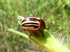 Leptinotarsa peninsularis