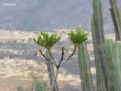 Pseudosmodingium virletii