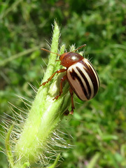 Leptinotarsa peninsularis