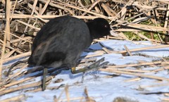 Fulica atra