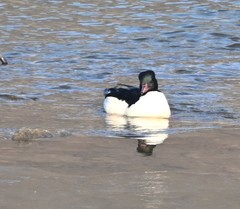 Mergus merganser