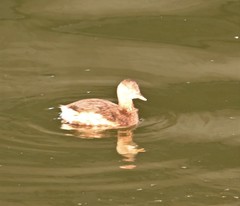 Tachybaptus ruficollis