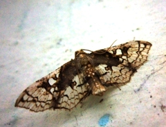Omphisa anastomosalis