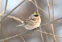 Emberiza elegans