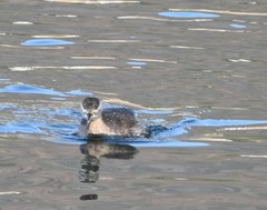 Tachybaptus ruficollis