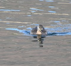 Tachybaptus ruficollis