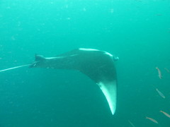 Mobula birostris