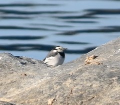 Motacilla alba