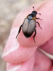 Strigoderma arbicola