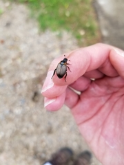 Strigoderma arbicola