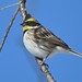 Yellow-throated Bunting - Photo (c) Amaël Borzée, some rights reserved (CC BY-NC), uploaded by Amaël Borzée