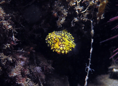 Cleidopus gloriamaris