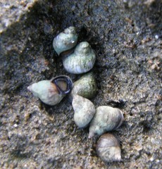 Littorinidae