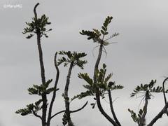 Pseudosmodingium virletii