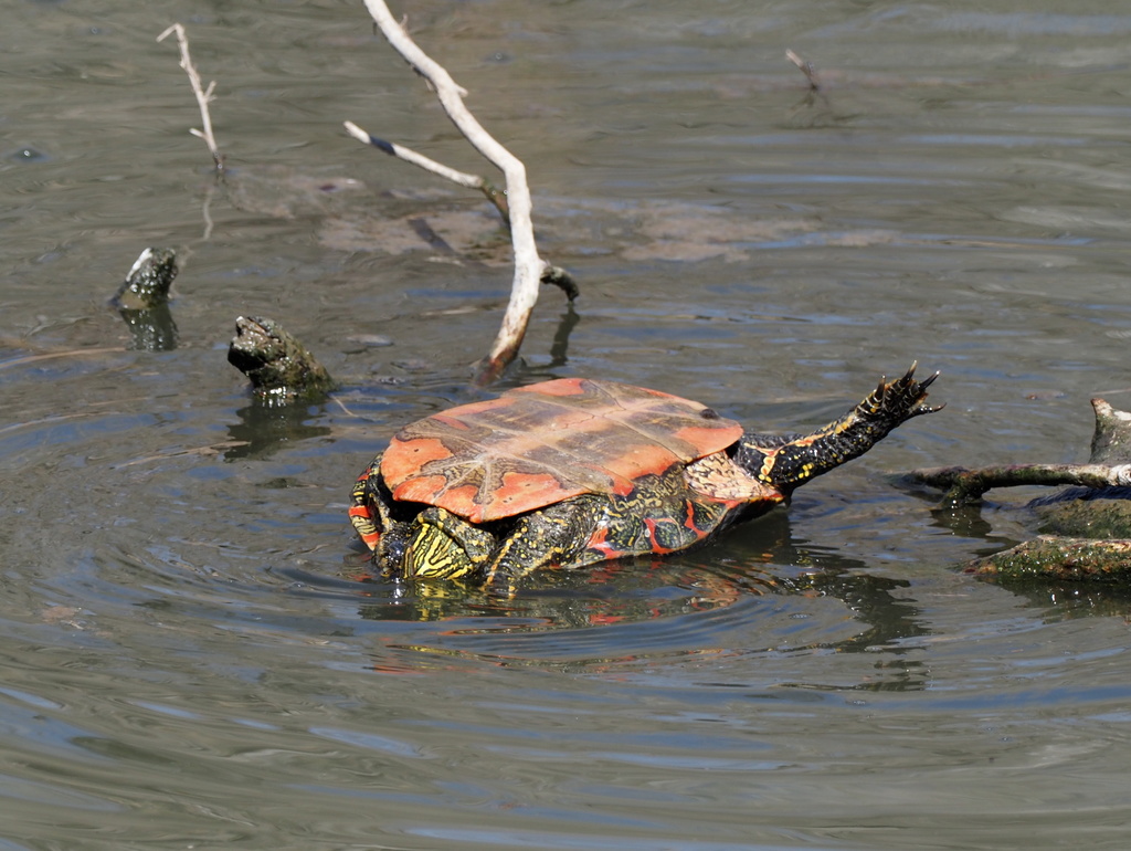 Western Painted Turtle from Weld County, CO, USA on April 03, 2021 at ...