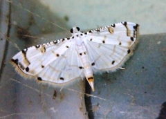 Pycnarmon cribrata
