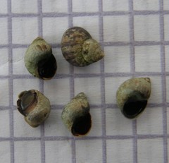 Littorinidae