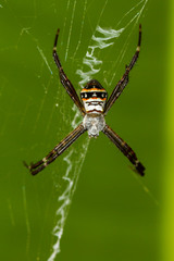 Argiope caledonia