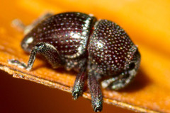 Trigonopterus zonatus