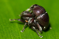 Trigonopterus zonatus