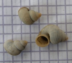 Tudorella