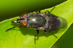 Stomorhina discolor