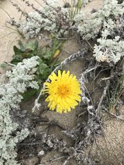 Agoseris apargioides