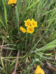 Amsinckia spectabilis