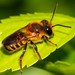 Broad-headed Leafcutter Bee - Photo (c) juju98, some rights reserved (CC BY-NC), uploaded by juju98