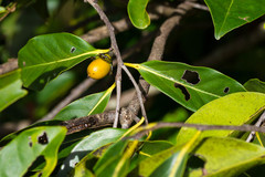 Diospyros fasciculosa