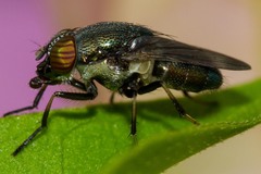 Stomorhina discolor