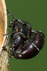 Trigonopterus zonatus