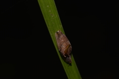 Parmavitrina megastoma