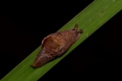 Parmavitrina megastoma