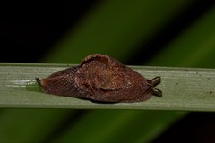Parmavitrina megastoma