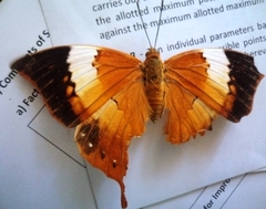 Charaxes psaphon