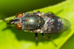Stomorhina discolor