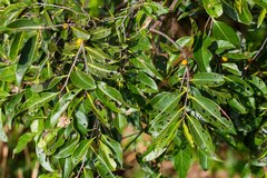 Diospyros fasciculosa
