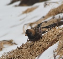 Leucosticte arctoa