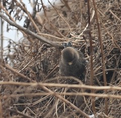Leucosticte arctoa