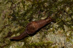 Parmavitrina megastoma