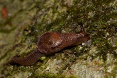 Parmavitrina megastoma