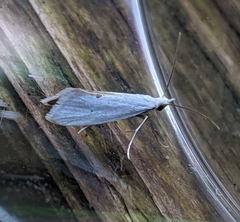 Eucalantica polita
