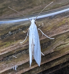 Eucalantica polita