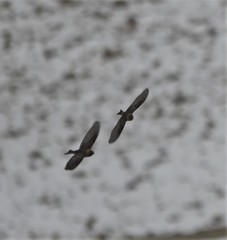 Leucosticte arctoa